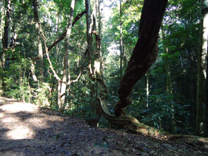 Giant 200 to 300 years 
            old Pus Wela or 'Entada pusaetha' liana in the UdawattaKele forest